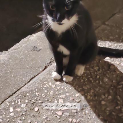 Photo 1/1 Found cat Found in Marseille