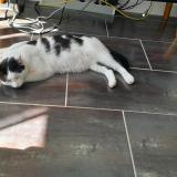 Picture of cat lost at Maire Levescault