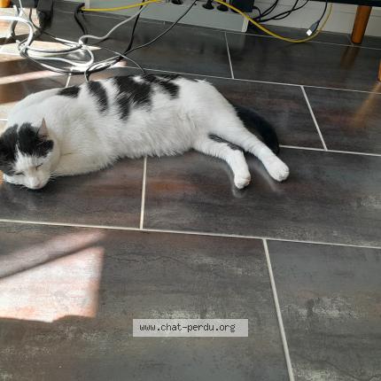 Photo 1/1 Leo Chat lost in Maire levescault