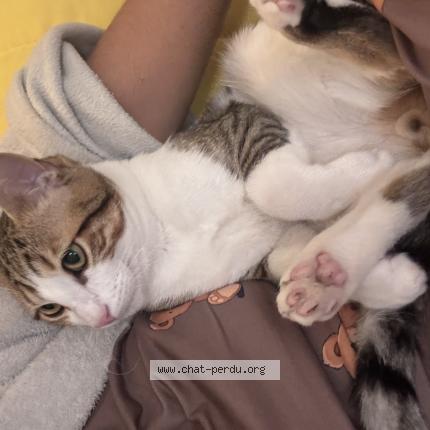 Photo 1/1 Risou Chat lost in Etampes