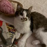 Picture of cat lost at Lille