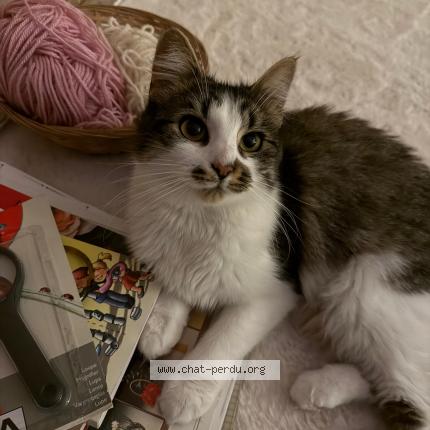 Photo 1/1 Romy Chat lost in Lille