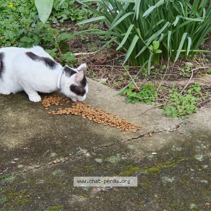 Photo 1/1 Found cat Found in Palaiseau