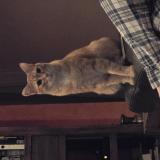 Picture of cat lost at Saint Jean Pla De Corts