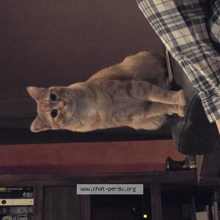 Photo 1/1 Garfield Chat lost in Saint jean pla de corts