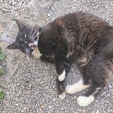 Picture of cat lost at La Jarne