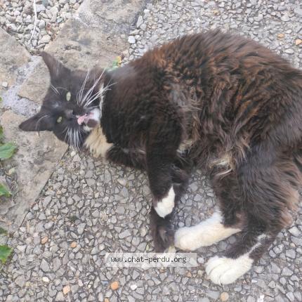 Photo 1/1 PRINCE DE CLAVETTE Chat lost in La jarne