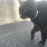 Picture of cat found at Kilstett