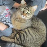 Picture of cat lost at Montlouis Sur Loire