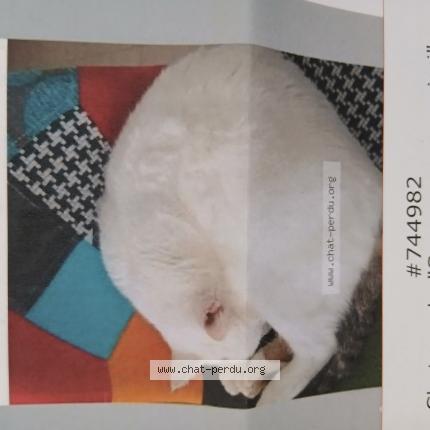 Photo 1/1 Snow surnom mimi Chat lost in Iffendic