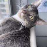 Picture of cat lost at Aubervilliers