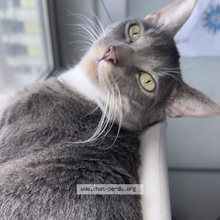 Photo 1/1 Sterling Chat lost in Aubervilliers