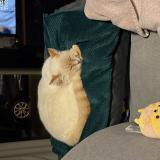 Picture of cat lost at Merignac