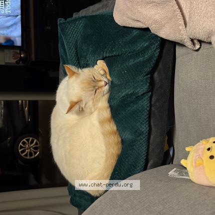 Photo 1/1 Chipie Chat lost in Merignac