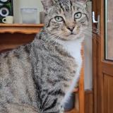 Picture of cat lost at Verson