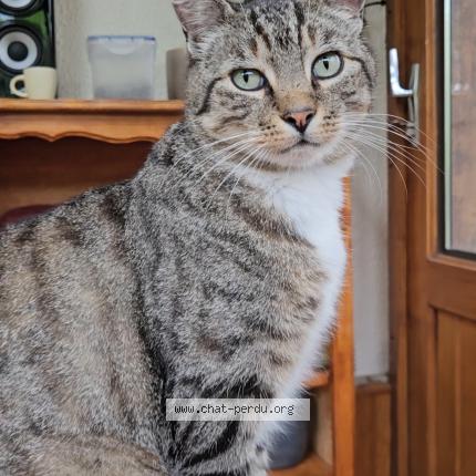 Photo 1/1 SPIDY Chat lost in Verson