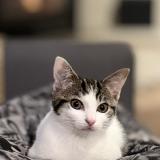 Picture of cat lost at Servon