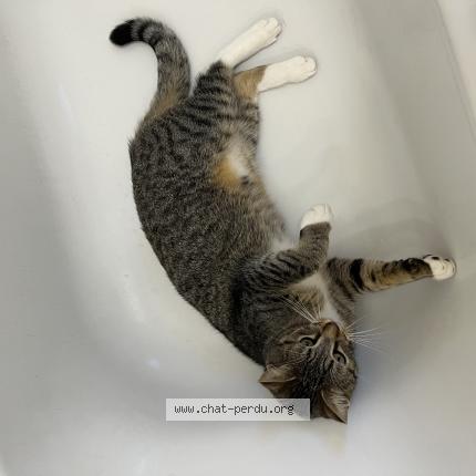 Photo 1/1 pedro Chat lost in Montreuil