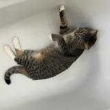 Picture of cat lost at Montreuil