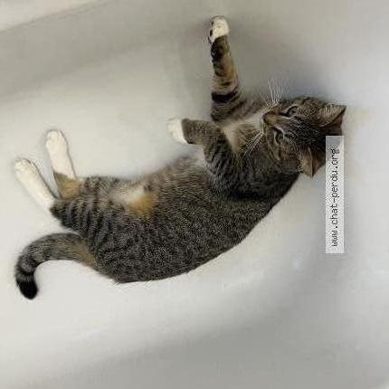 Photo 1/2 pedro Chat lost in Montreuil