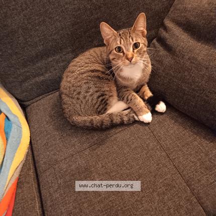 Photo 2/2 pedro Chat lost in Montreuil