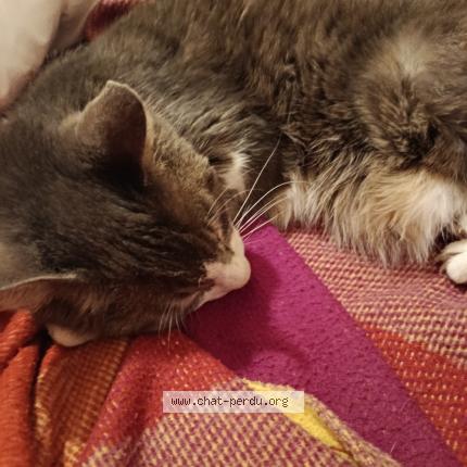 Photo 1/1 Réglisse Chat lost in Nimes