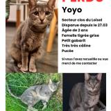 Picture of cat lost at Halluin