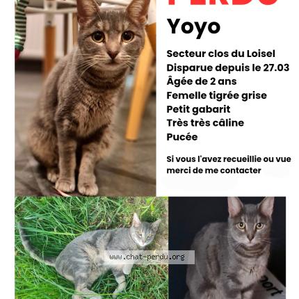 Photo 1/1 Yoyo Chat lost in Halluin