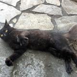 Picture of cat lost at Tampon