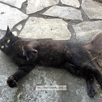 Photo 1/1 Aomine Chat lost in Tampon