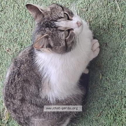 Photo 1/1 Found cat Found in Boisredon