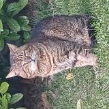 Picture of cat found at Voglans