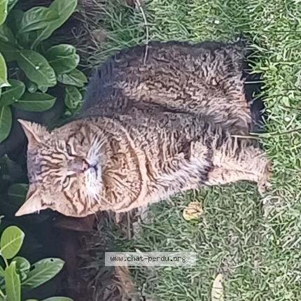 Photo 1/1 Found cat Found in Voglans