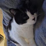 Picture of cat lost at Navenne