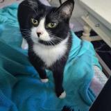 Picture of cat lost at Saint Andre De Cubzac