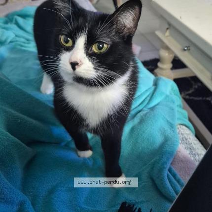 Photo 1/1 Ilo Chat lost in Saint andre de cubzac