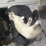 Picture of cat lost at Toulouse