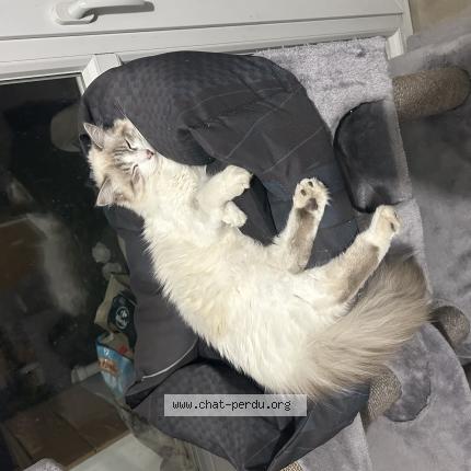 Photo 1/1 Ahsoka Chat lost in Toulouse