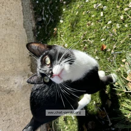 Photo 1/1 Lila Chat lost in Martigues