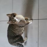 Picture of cat found at Montpellier