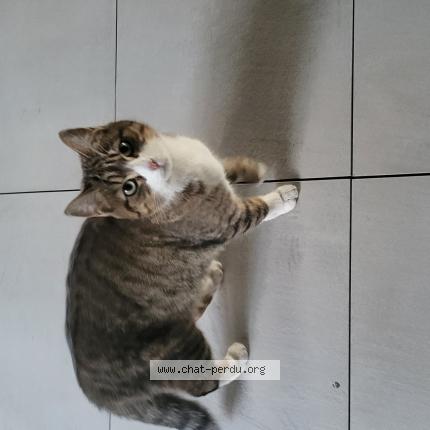 Photo 1/1 Found cat Found in Montpellier