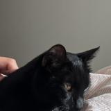 Picture of cat lost at Angers