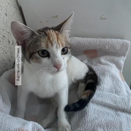 Photo 1/1 Found cat Found in Sainte livrade sur lot