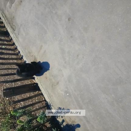 Photo 1/1 Found cat Found in Boulogne billancourt