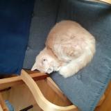 Picture of cat lost at Morlaix