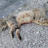 Picture of cat found at Migennes