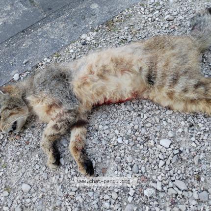 Photo 1/1 Found cat Found in Migennes