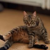 Picture of cat lost at Prades