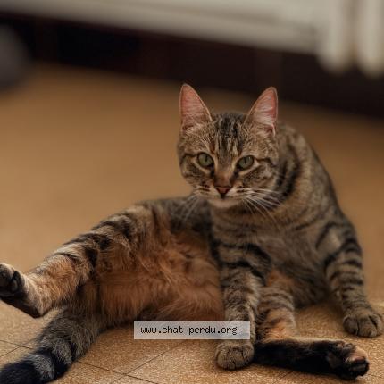 Photo 1/1 Naya Chat lost in Prades