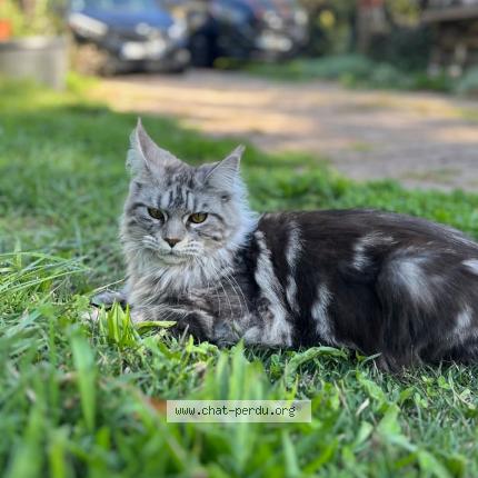 Photo 1/1 Vodelune Chat lost in Ecully